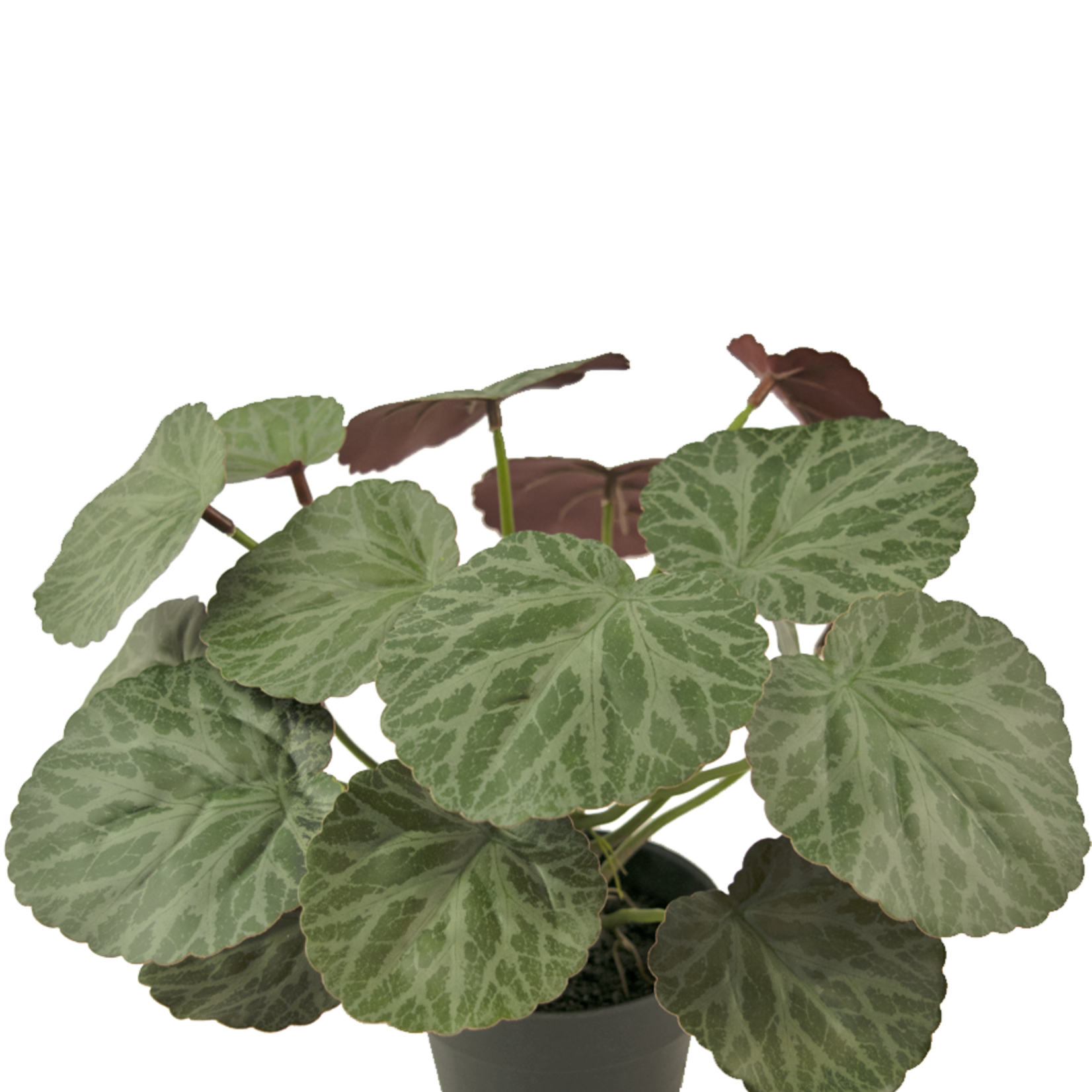 Greenmoods Kunstplant Malus 27 cm