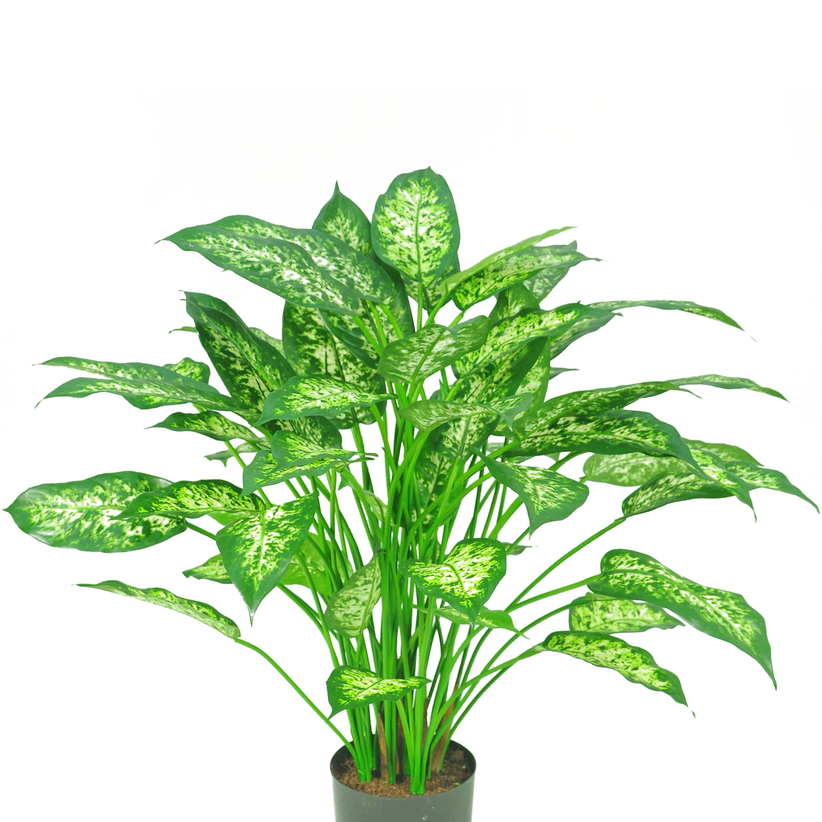 Greenmoods Kunstplant Dieffenbachia 75 cm