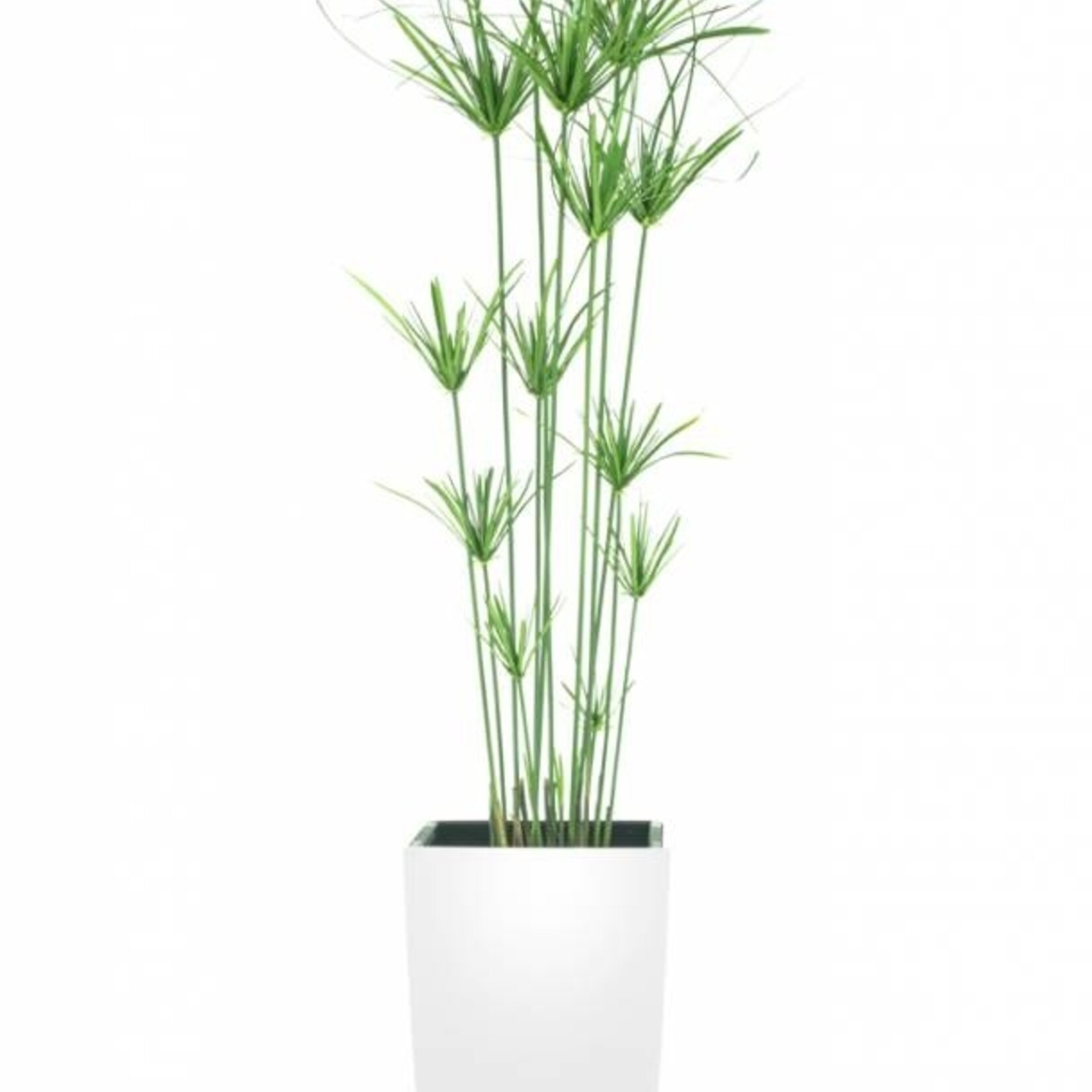 Greenmoods Kunstgrasplant Cyperus 140 cm