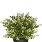 Greenmoods Kunstplant Buxus in pot UV
