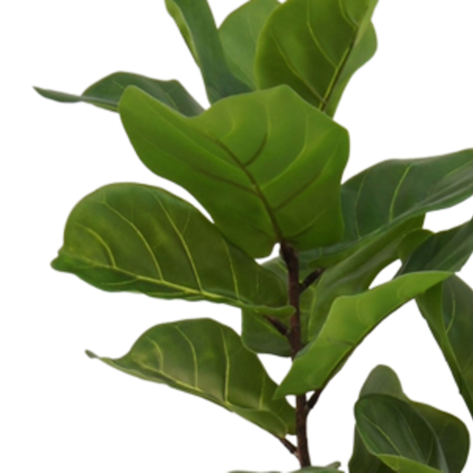 Greenmoods Kunstplant Ficus Tabaksplant 150 cm -> Kunstplant Ficus Tabaksplant 150 cm
