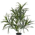 Greenmoods Kunstplant Dracaena Reflexa