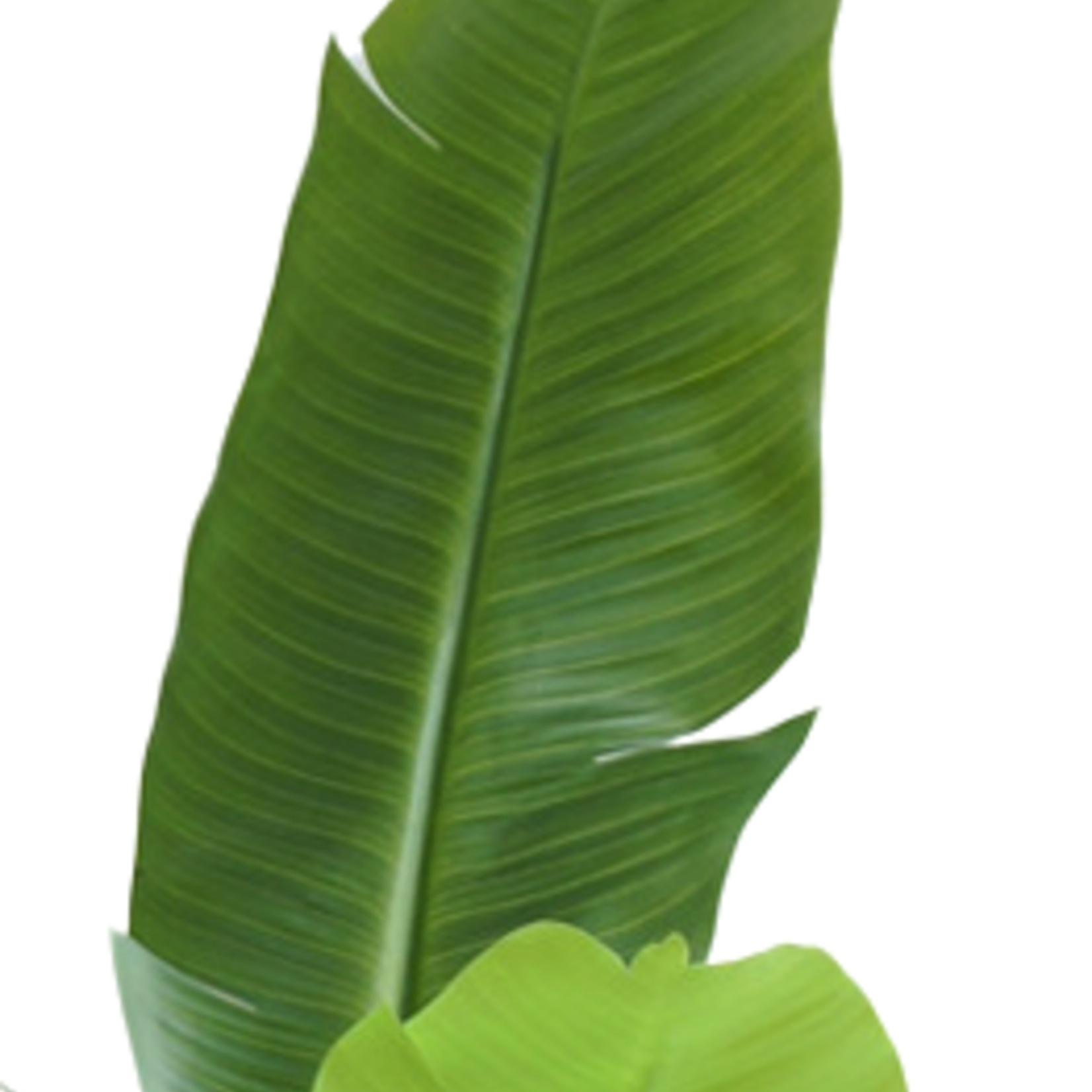 Greenmoods Kunstplant Strelitzia Nicolai 120 cm