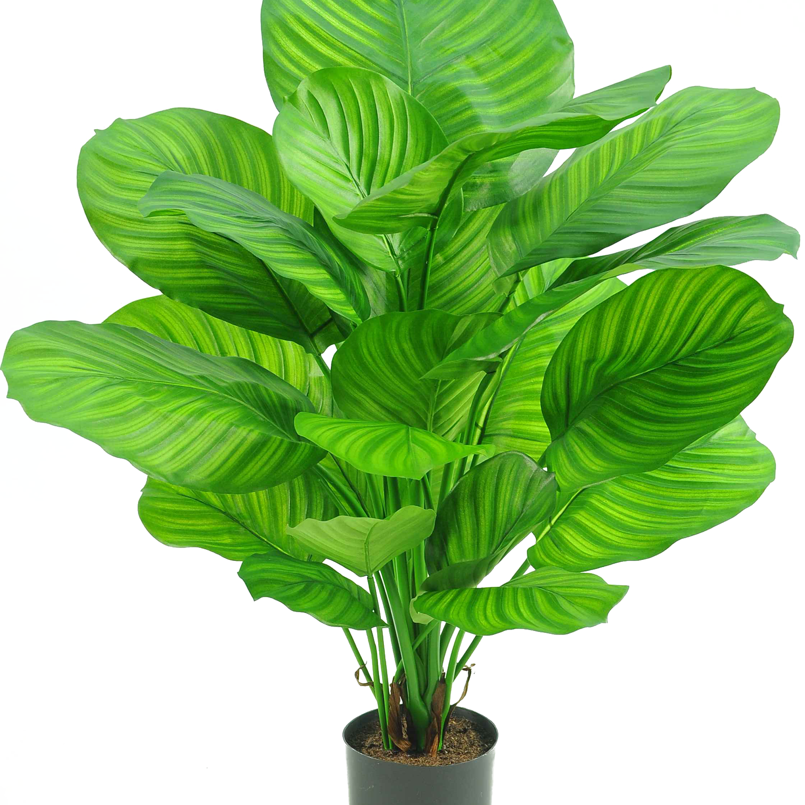 Greenmoods Kunstplant Calathea 72 cm