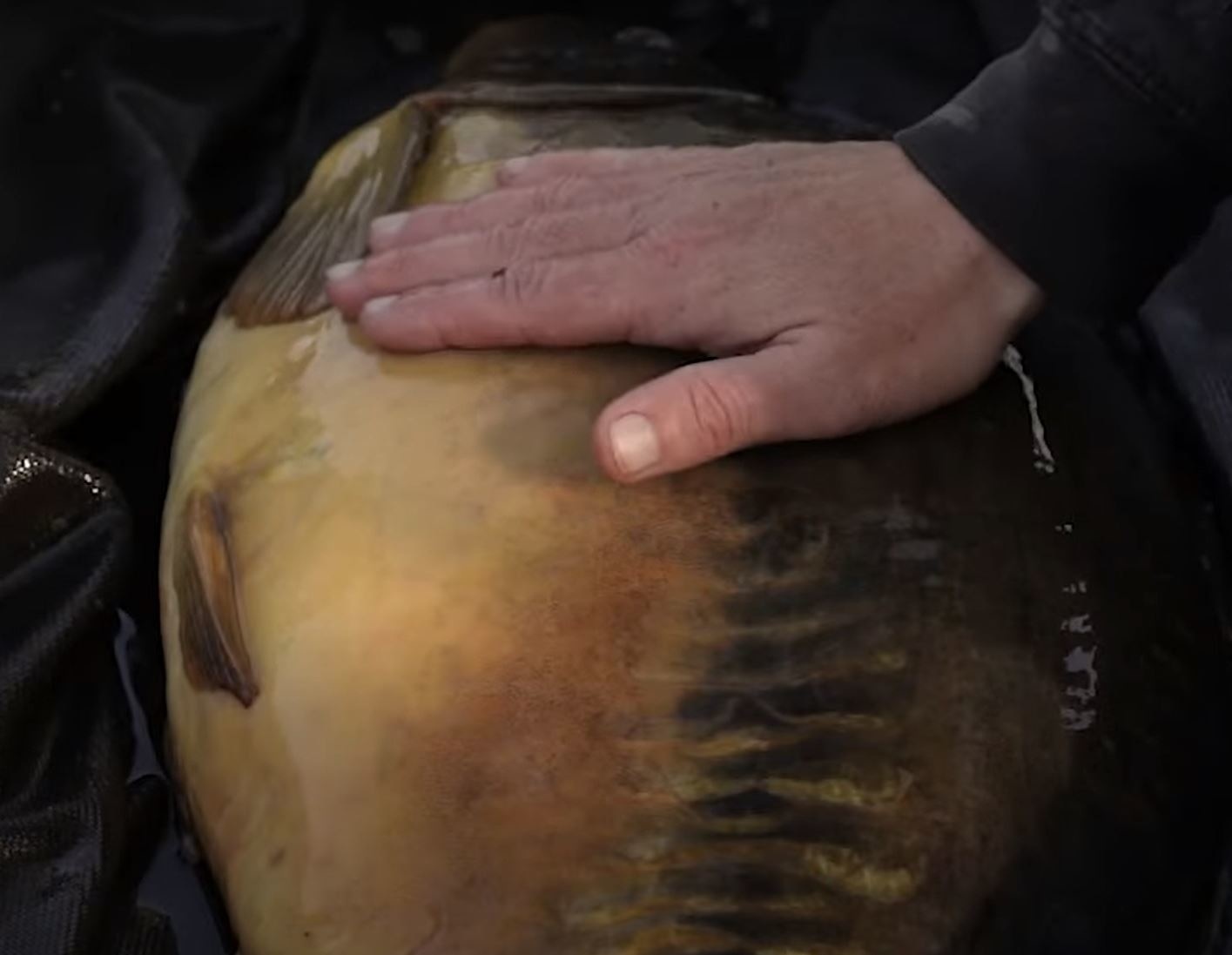 JH Baits Bluebell Lakes Mallard.