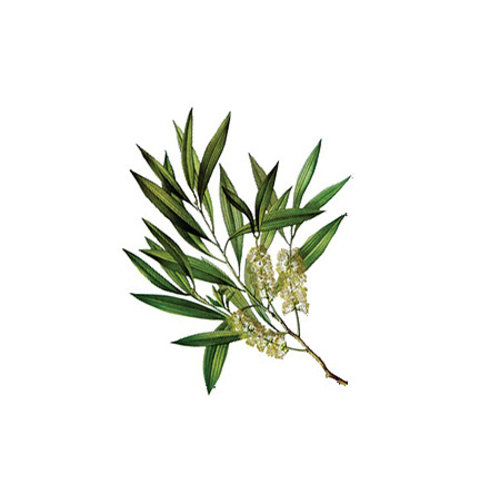 Huile Essentielle d'Arbre à Thé 10ml - Melaleuca Alternifolia