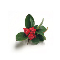 Huile Essentielle de Gaulthérie Couchée 10ml