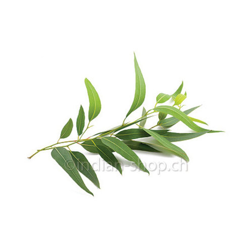 Eucalyptus Essential Oil 10ml - Eucalyptus Globulus