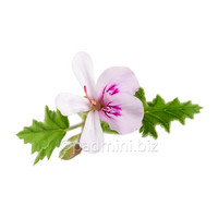 Ätherisches Geraniumöl 10ml