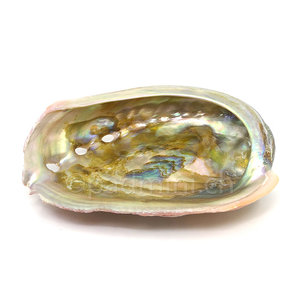 Abalone Shell No. 1