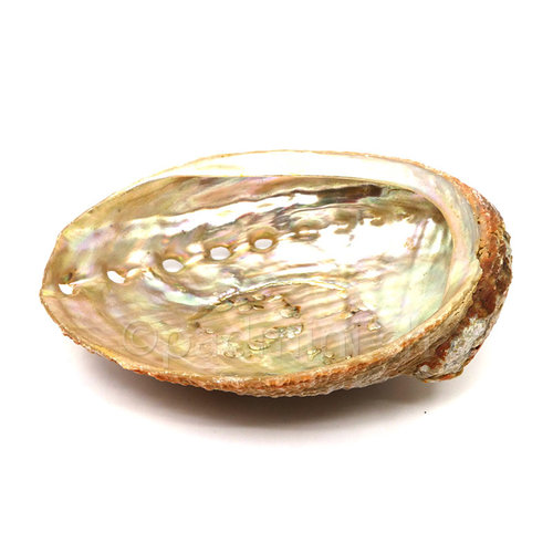 Coquille d'Ormeau 10 à 12cm