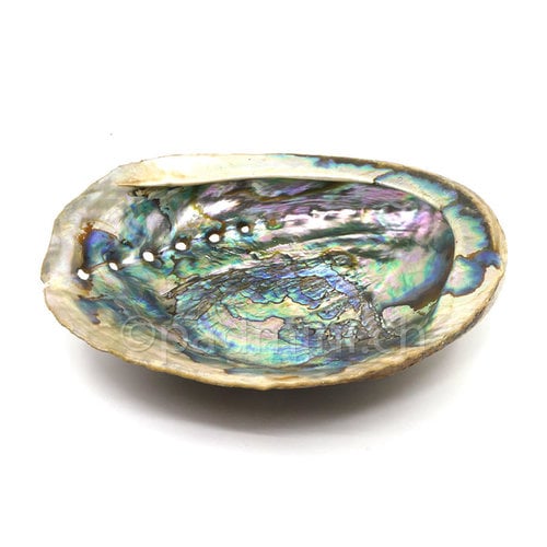 Abalone-Schale 15 bis 18 cm