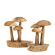 Pilz Auf Holz Groß