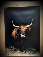 Poster de jardin buffle sur pvc exc cadre 21090 60 x 85 cm