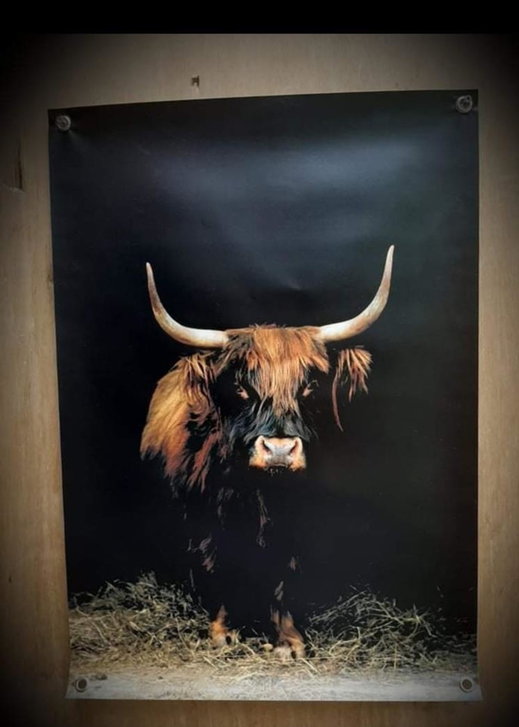 Tuinposter buffel  op pvc exc lijst 21090 60 x 85 cm  21090