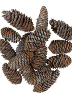 Clayre & Eef Decoratie dennenappels (15) 7/9 cm 64583