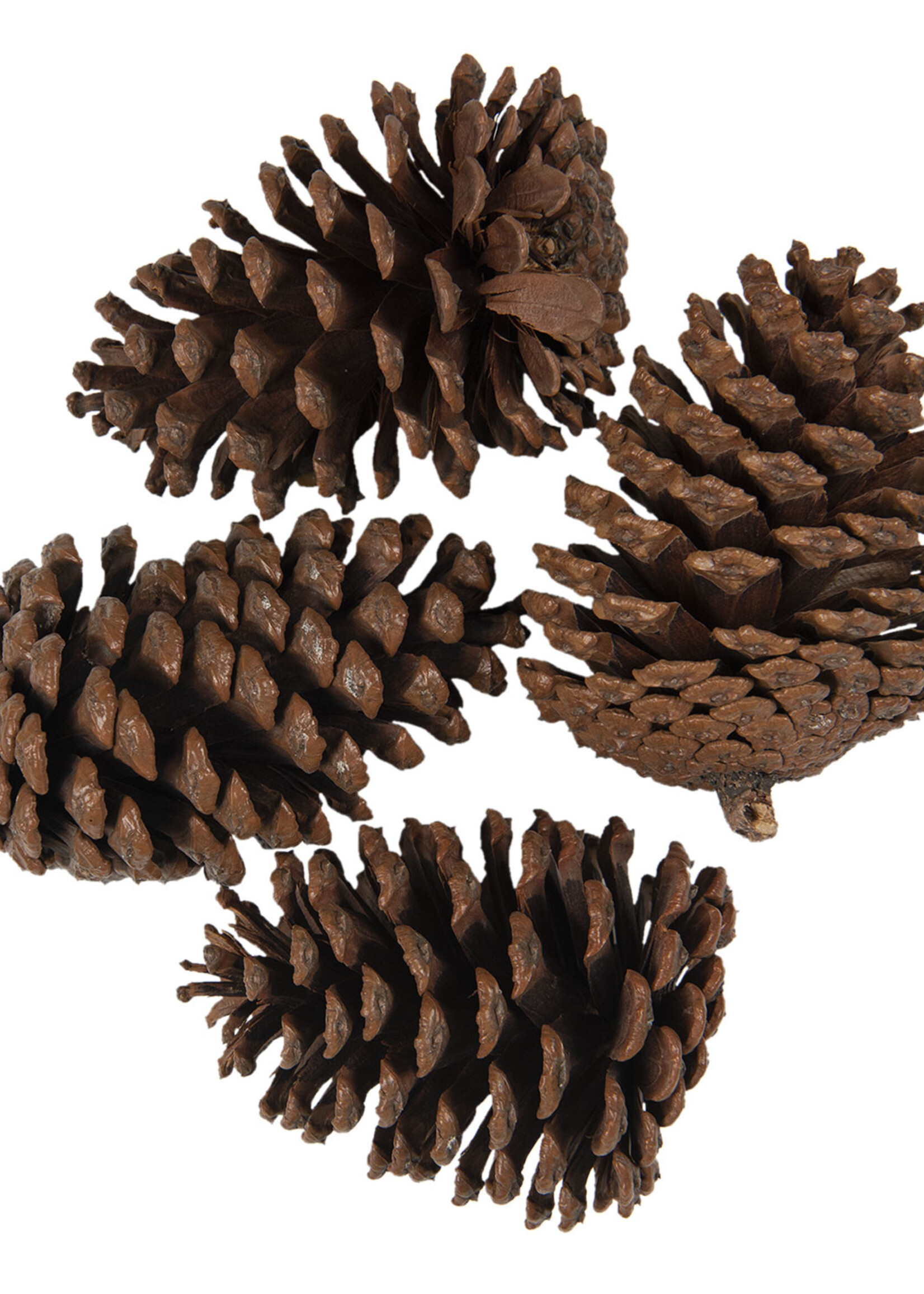 Clayre & Eef Decoratie dennenappels (4) 8/10 cm 64585