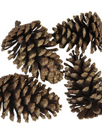 Clayre & Eef Decoratie dennenappels (4) 8/10 cm 64586