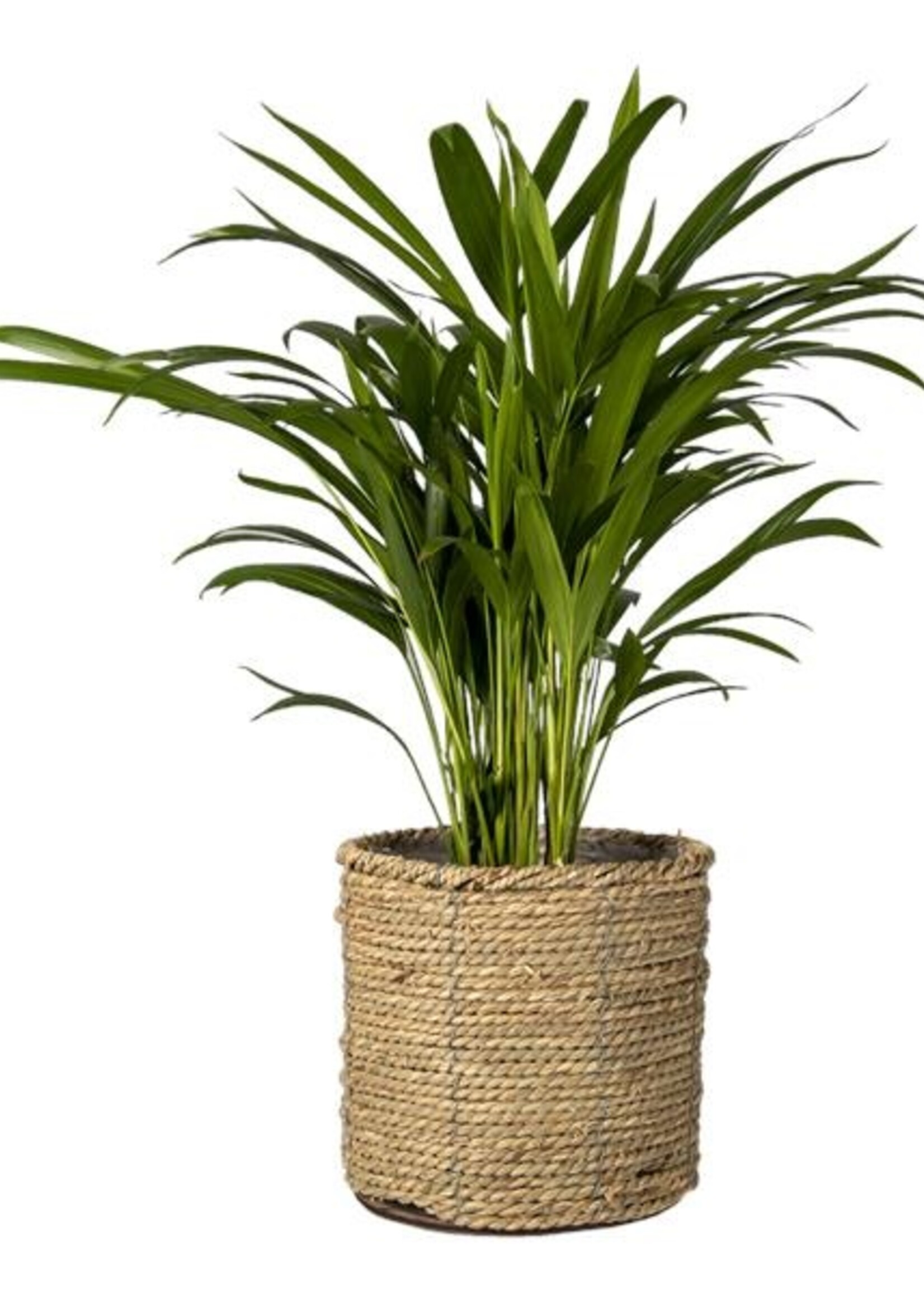 Clayre & Eef Porte plantes (3) Ø 30*23/Ø 26*21/Ø 21*20 cm 64851