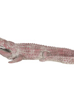 Clayre & Eef Décoration crocodile 46*21*12 cm 6PR3209