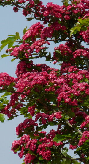 Crataegus media 'Paul's Scarlet' | L' Aubépine Rouge