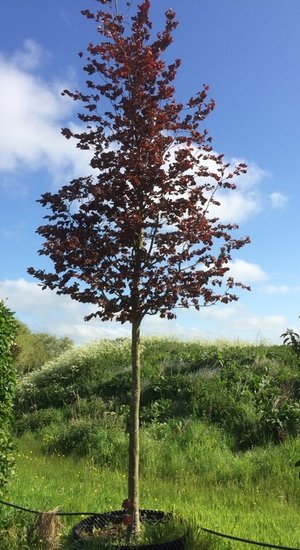 Fagus sylvatica ‘Atropunicea’ | Hêtre sylvatica 'Atropunicea'