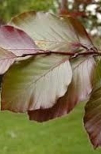 Fagus sylvatica ‘Atropunicea’ | Hêtre sylvatica 'Atropunicea'