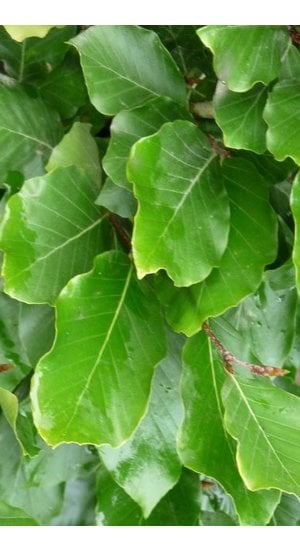 Fagus sylvatica ’Dawyck’ | Hêtre Fastigié Vert