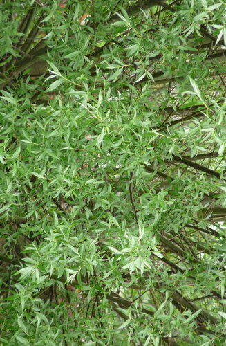 Salix - Saule  Alba | Haute tige | Hauteurs 400 - 600 cm | Circonférences 14-25 cm