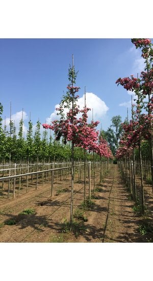 Crataegus media 'Paul's Scarlet' | L' Aubépine Rouge