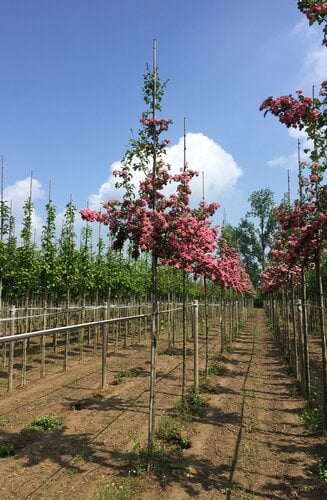 Crataegus media 'Paul's Scarlet'  | L' Aubépine Rouge