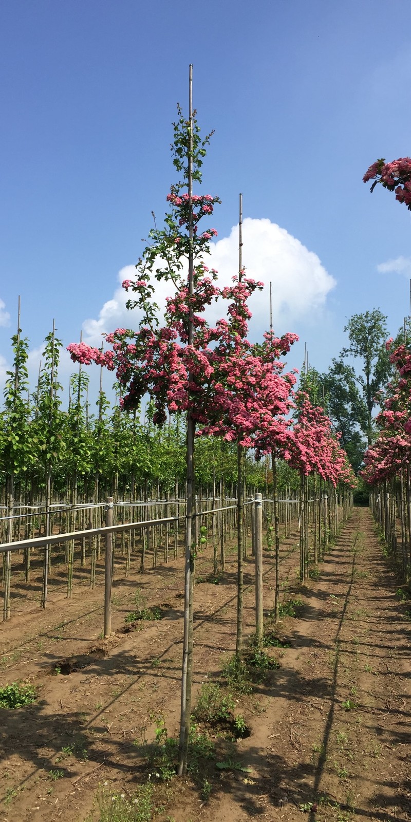 Crataegus media 'Paul's Scarlet'  | L' Aubépine Rouge