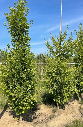 Ginkgo Biloba 'Fastigiata Blagon' | Hauteurs 200-300 cm