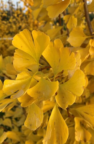 Ginkgo Biloba 'Fastigiata Blagon' | Hauteurs 200-300 cm