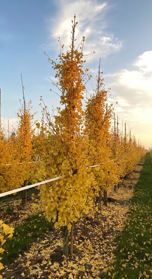 Ginkgo Biloba 'Fastigiata Blagon' | Hauteurs 200-300 cm