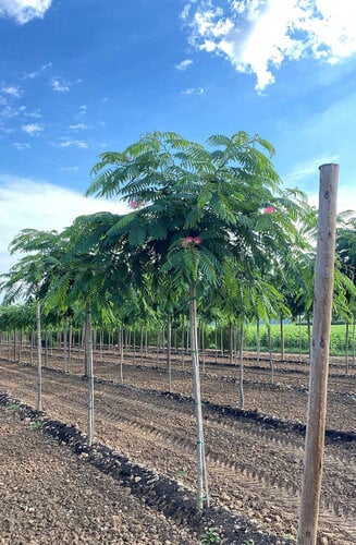 Albizia Julibrissin 'Ombrella' | Arbre à soie | Haute tige | Hauteurs 225-300 cm | Circonférences 12-16 cm