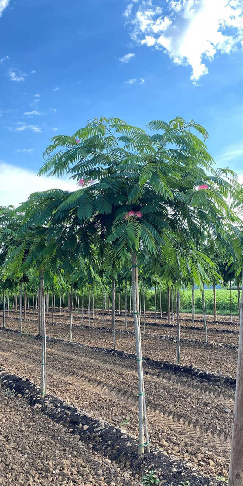 Albizia Julibrissin 'Ombrella' | Arbre à soie | Haute tige | Hauteurs 225-300 cm | Circonférences 12-16 cm