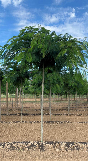 Albizia Julibrissin 'Ombrella' | Arbre à soie | Haute tige | Hauteurs 225-300 cm | Circonférences 12-16 cm