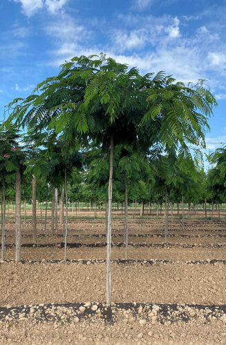 Albizia Julibrissin 'Ombrella' | Arbre à soie | Haute tige | Hauteurs 225-300 cm | Circonférences 12-16 cm