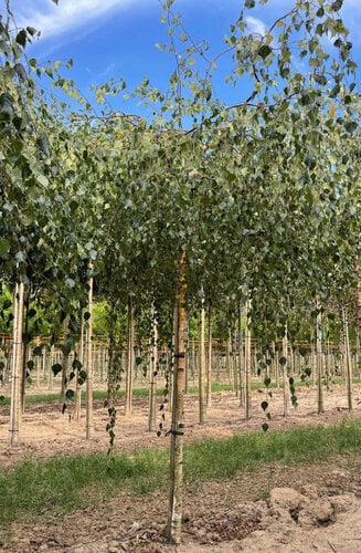 Betula pendula Youngii - Bouleau Pleureur | Hauteurs 250-325 cm| Circonférences 14-25 cm