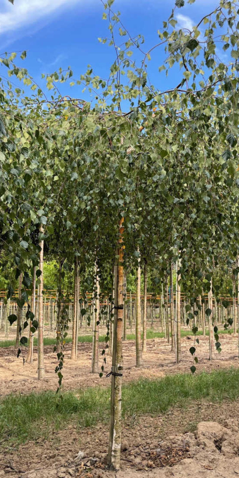 Betula pendula Youngii - Bouleau Pleureur | Hauteurs 250-325 cm| Circonférences 14-25 cm