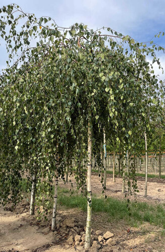 Betula pendula Youngii - Bouleau Pleureur | Hauteurs 250-325 cm| Circonférences 14-25 cm