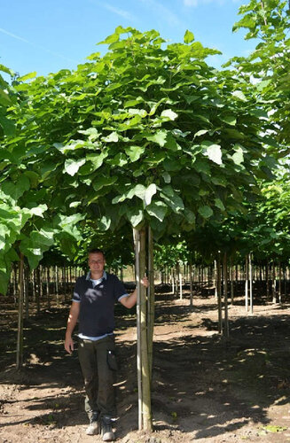 Catalpa bignonioides   | Nana - Boule | Parasol | XL