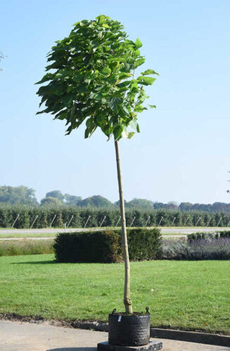 Catalpa bignonioides   | Nana - Boule | Parasol | XL