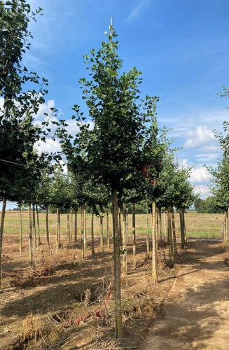 Ginkgo biloba | Arbre aux 40  Ecus | Haute tige | Hauteurs 300-600 cm | Circonférences 10-25 cm