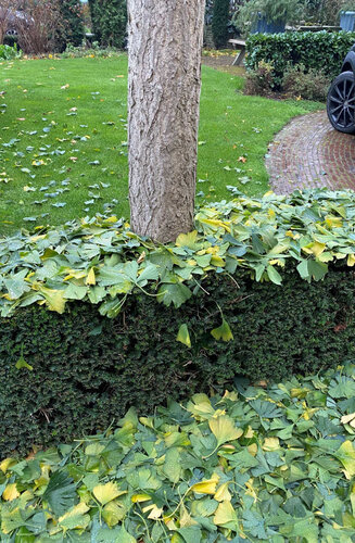 Ginkgo biloba | Arbre aux 40  Ecus | Haute tige | Hauteurs 300-600 cm | Circonférences 10-25 cm