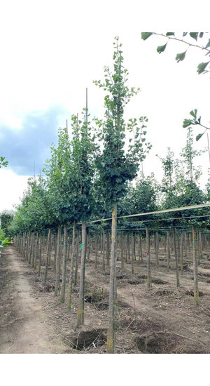 Ginkgo biloba | Arbre aux 40 Ecus | Haute tige | Hauteurs 300-600 cm | Circonférences 10-25 cm