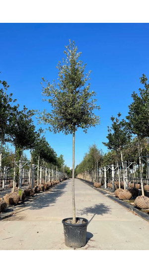 Quercus ilex | Chêne Vert Persistant | Haute tige