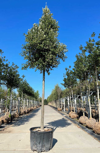 Quercus ilex | Chêne Vert Persistant | Haute tige