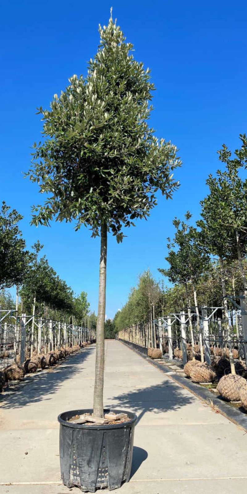 Quercus ilex | Chêne Vert Persistant | Haute tige